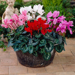 Cyclamen Mammoth F1 heirloom non-gmo organic garden seeds