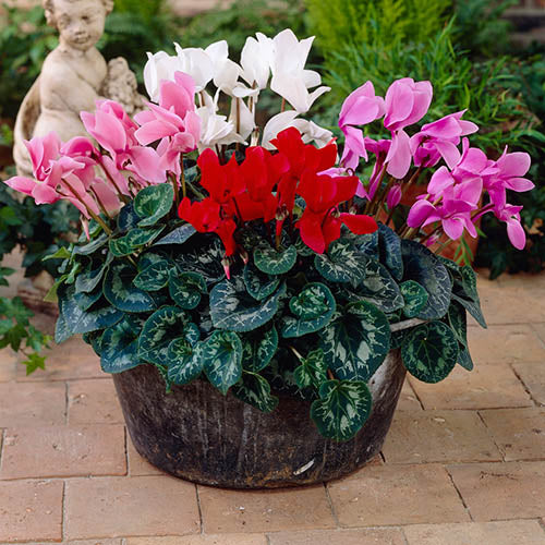 Cyclamen Mammoth F1 heirloom non-gmo organic garden seeds