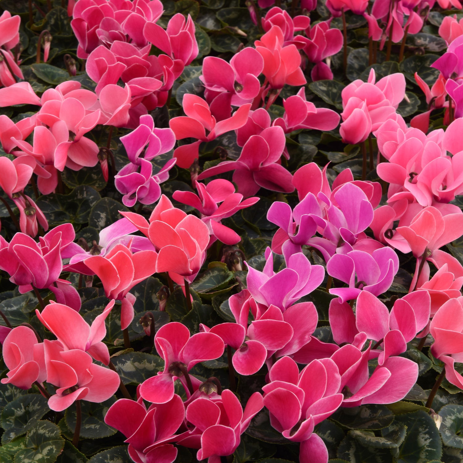 Cyclamen Dreamscape Mix Colorful Shade Bloom Flower Seeds