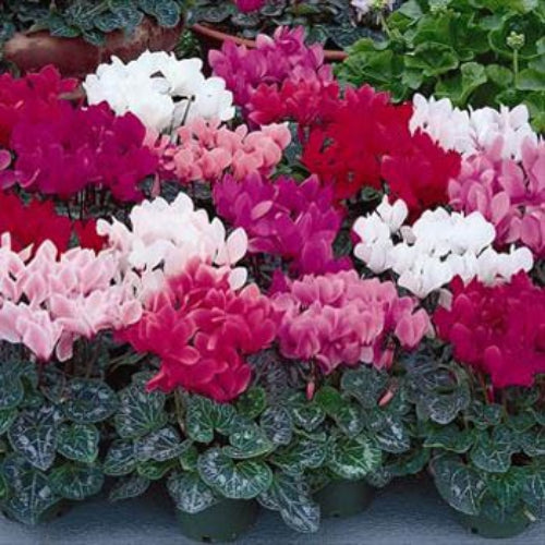 Cyclamen Royal Mini Compact Bloom Flower Seeds