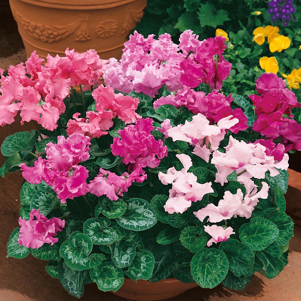 Cyclamen Royal Mini Compact Bloom Flower Seeds