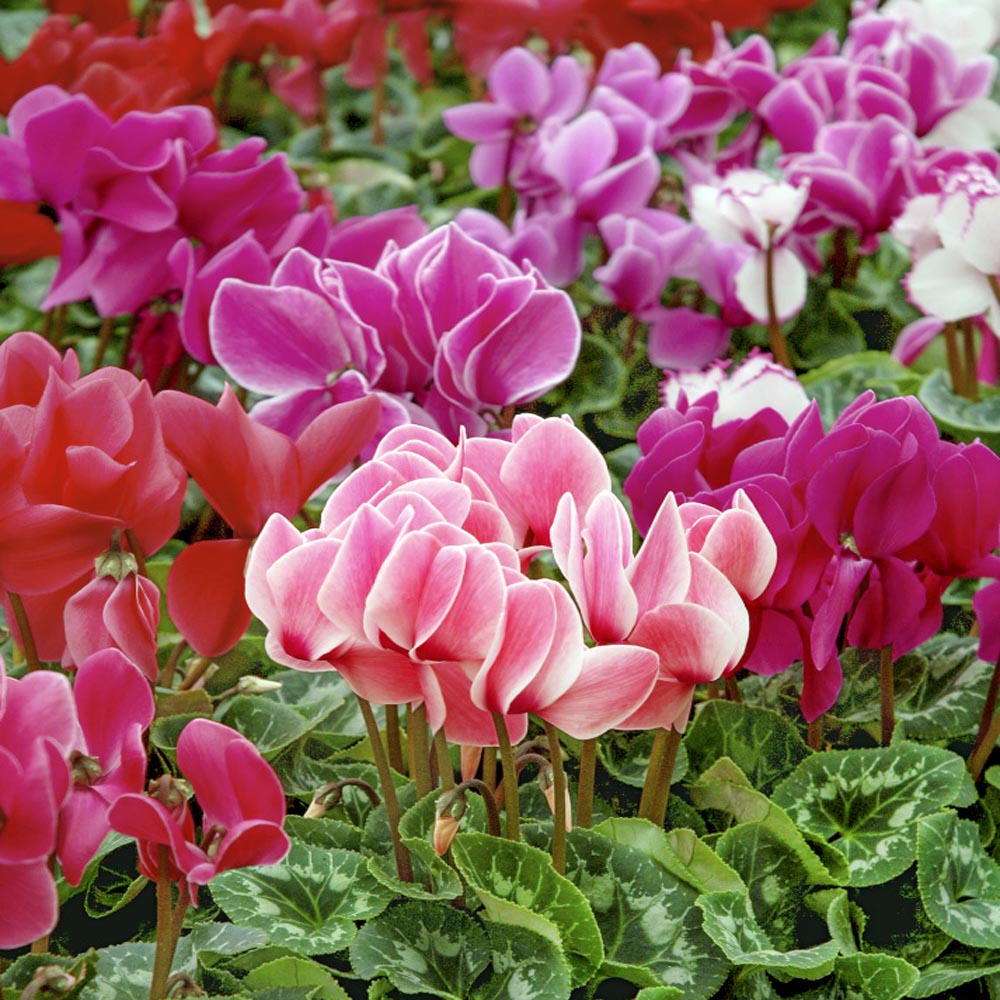 Cyclamen Dreamscape Mix Colorful Shade Bloom Flower Seeds