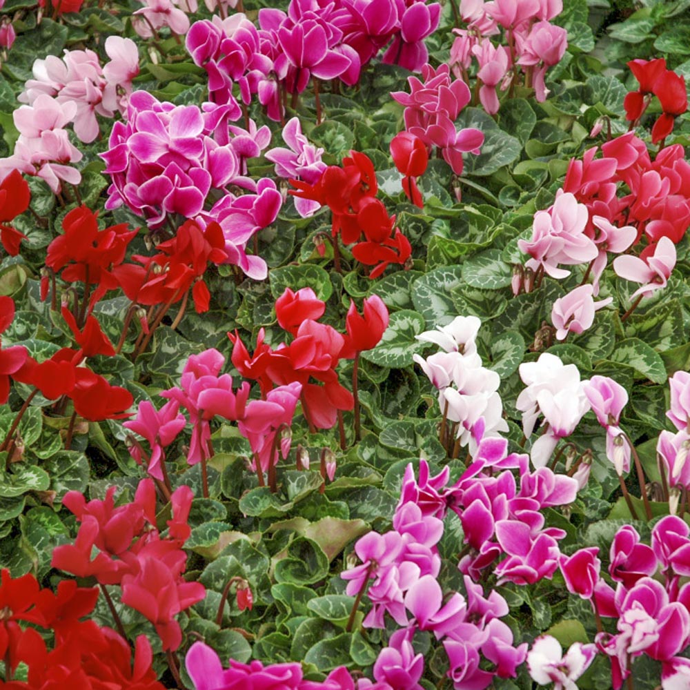 Cyclamen Dreamscape Mix Colorful Shade Bloom Flower Seeds