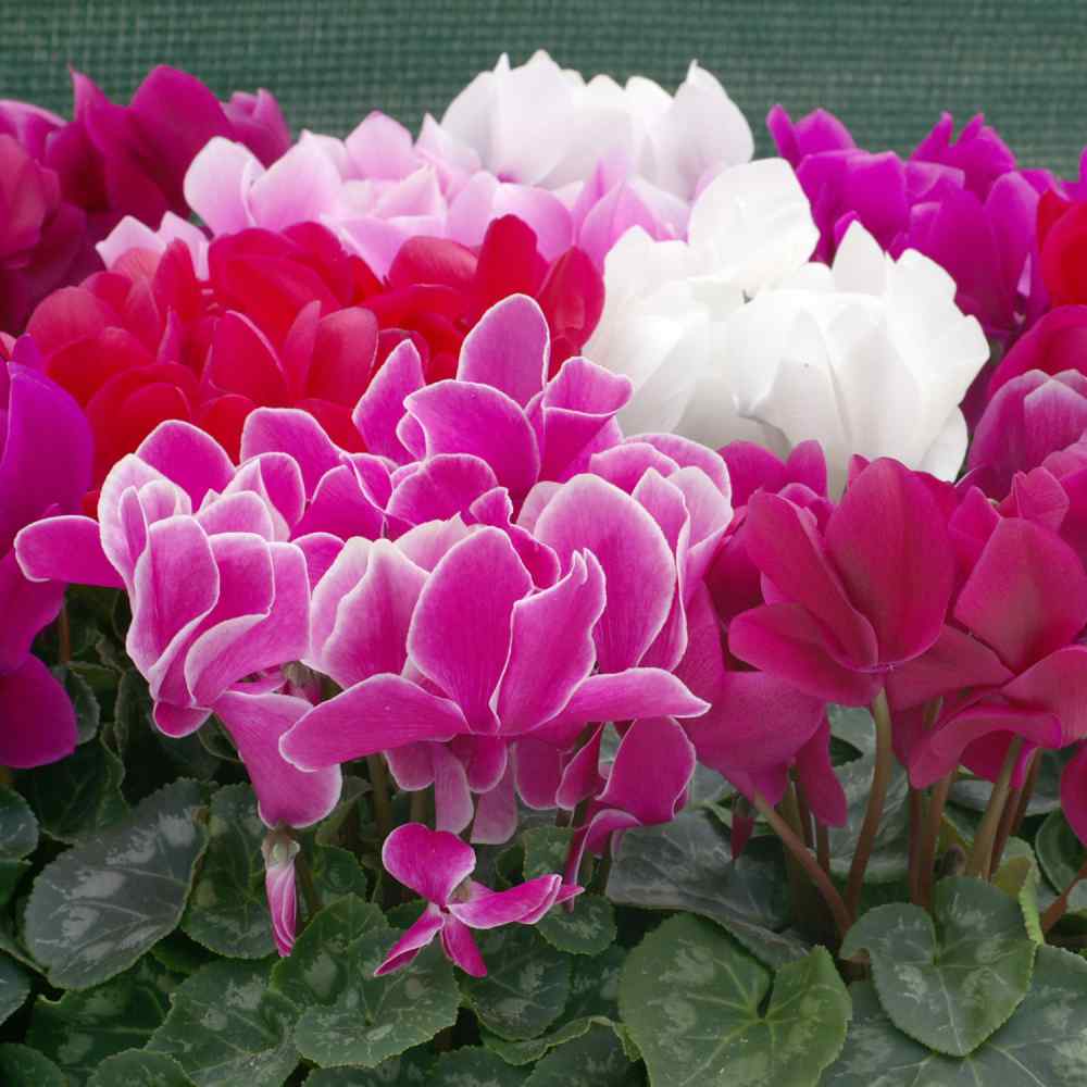 Cyclamen Persicum Persian Violet Bloom Flower Seeds