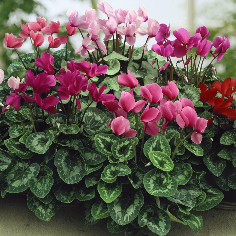 Cyclamen Persicum Persian Violet Bloom Flower Seeds