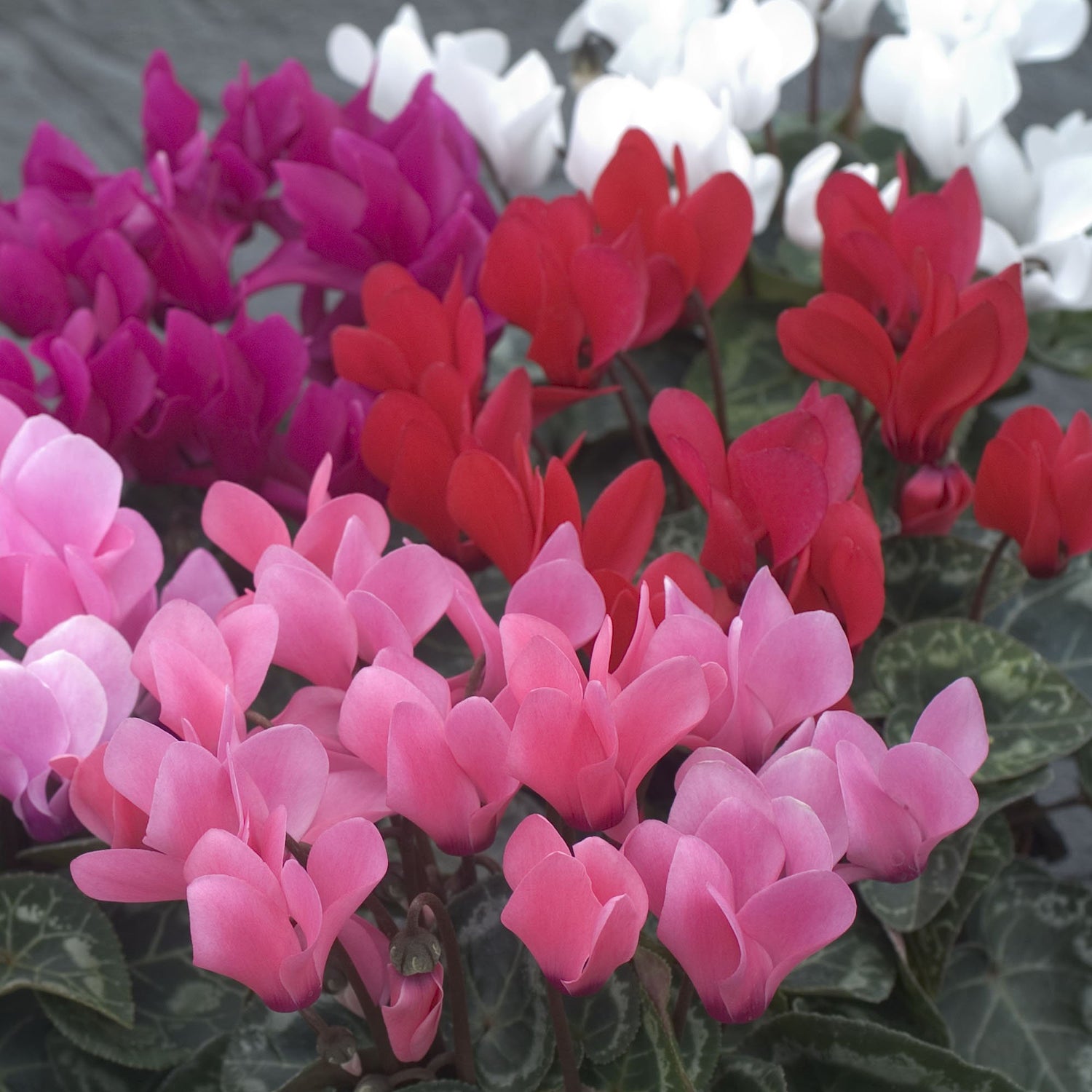 Cyclamen Royal Mini Compact Bloom Flower Seeds