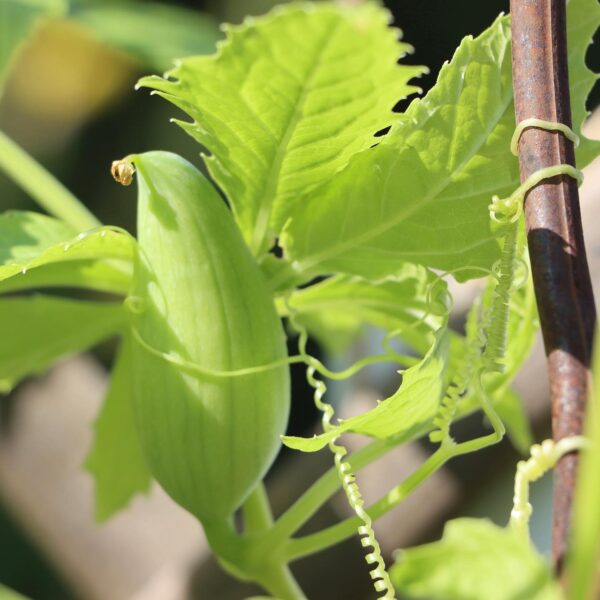 Cyclanthera Vegetable Seeds for Planting