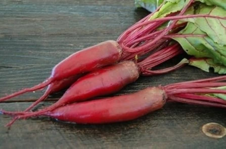 Cylindra beet seeds for planting long red heirloom root vegetables - Dharaseeds