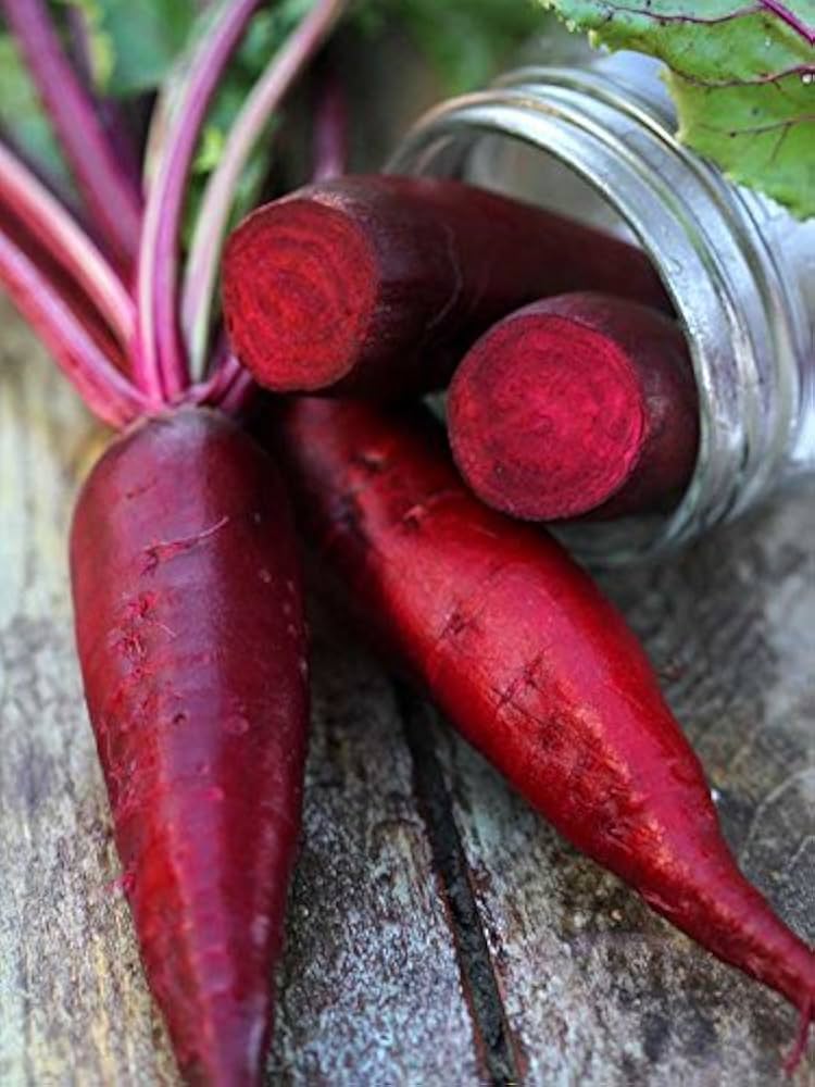 Cylindra beet seeds for planting long red heirloom root vegetables - Dharaseeds