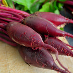 Cylindra beet seeds for planting long red heirloom root vegetables - Dharaseeds
