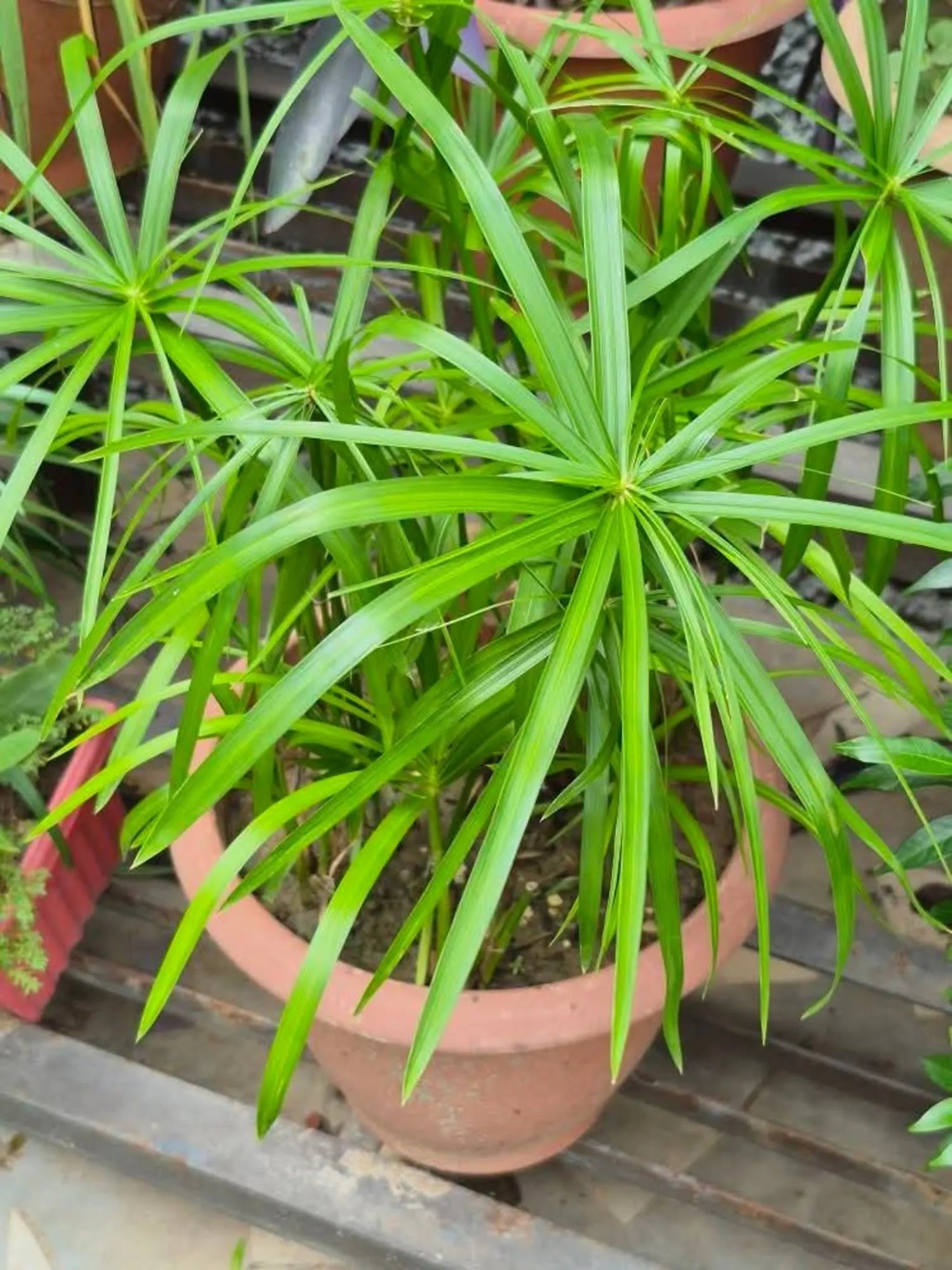 Green Cyperus Alternifolius Planting Seeds for Garden - NON GMO Seeds