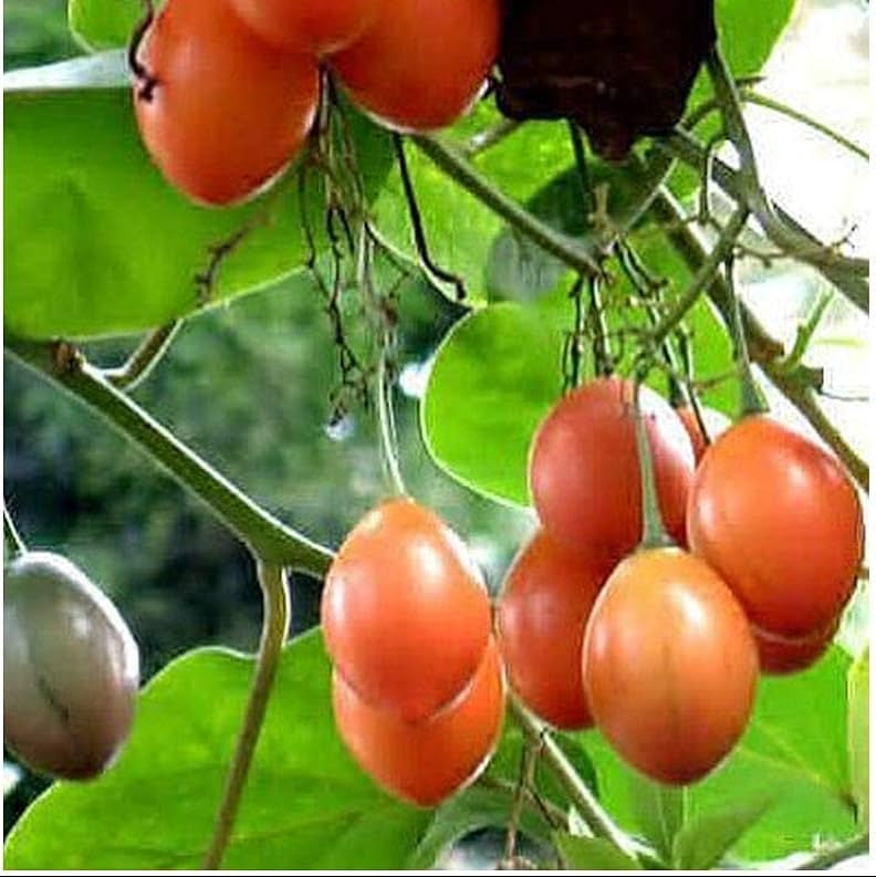 Cyphomandra betacea seeds tropical garden variety