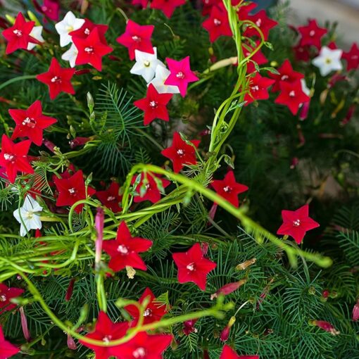 Cypress Vine Open Pollinated heirloom non-gmo garden seeds