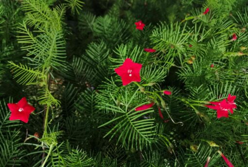 Cypress Vine Red Open Pollinated heirloom non-gmo garden seeds
