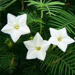 Cypress Vine White heirloom non-gmo garden seeds