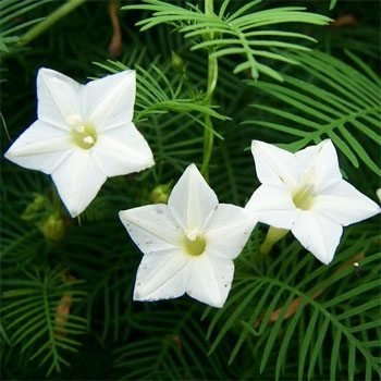 Cypress Vine White heirloom non-gmo garden seeds