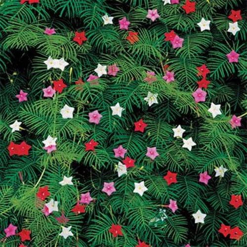 Cypress Vine Mix Climbing Vine Flower Seeds