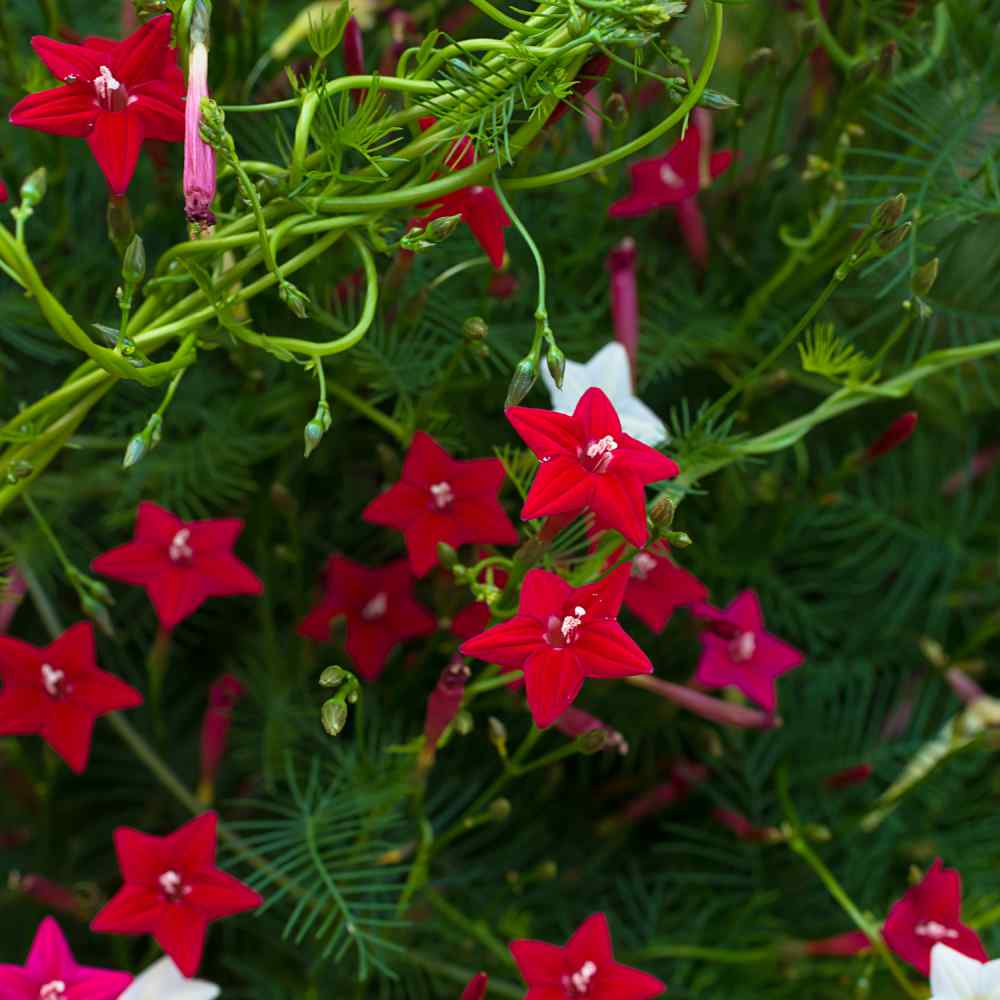 Cypress Vine Mix Climbing Vine Flower Seeds