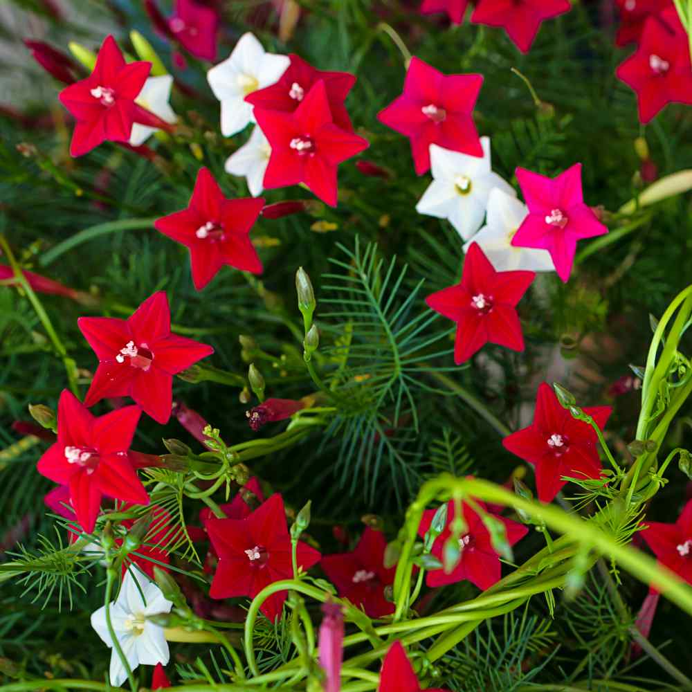 Cypress Vine Mix Climbing Vine Flower Seeds