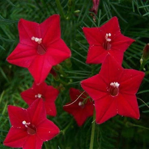 Cypress Vine Red Hummingbird Attracting Flower Seeds