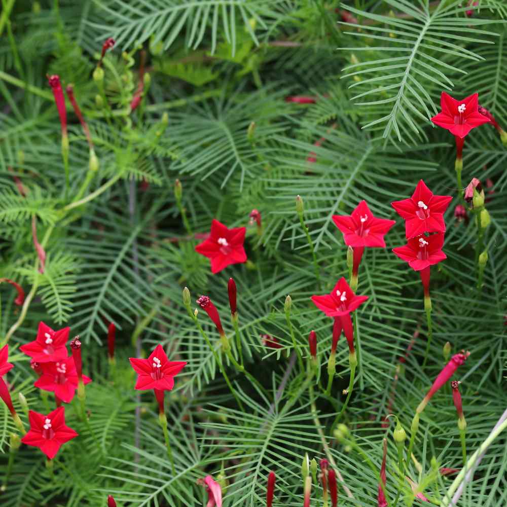 Cypress Vine Red Hummingbird Attracting Flower Seeds