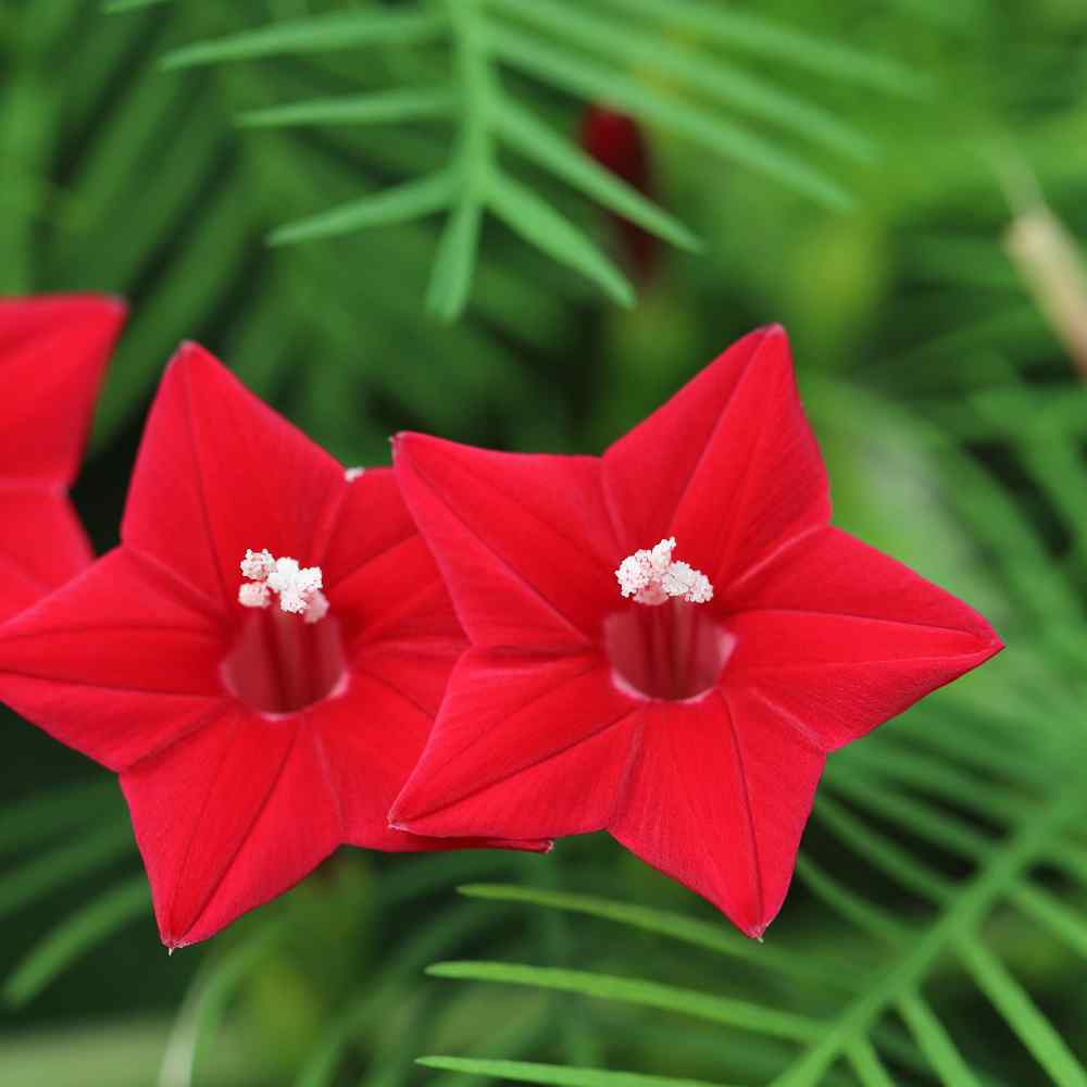 Cypress Vine Red Hummingbird Attracting Flower Seeds