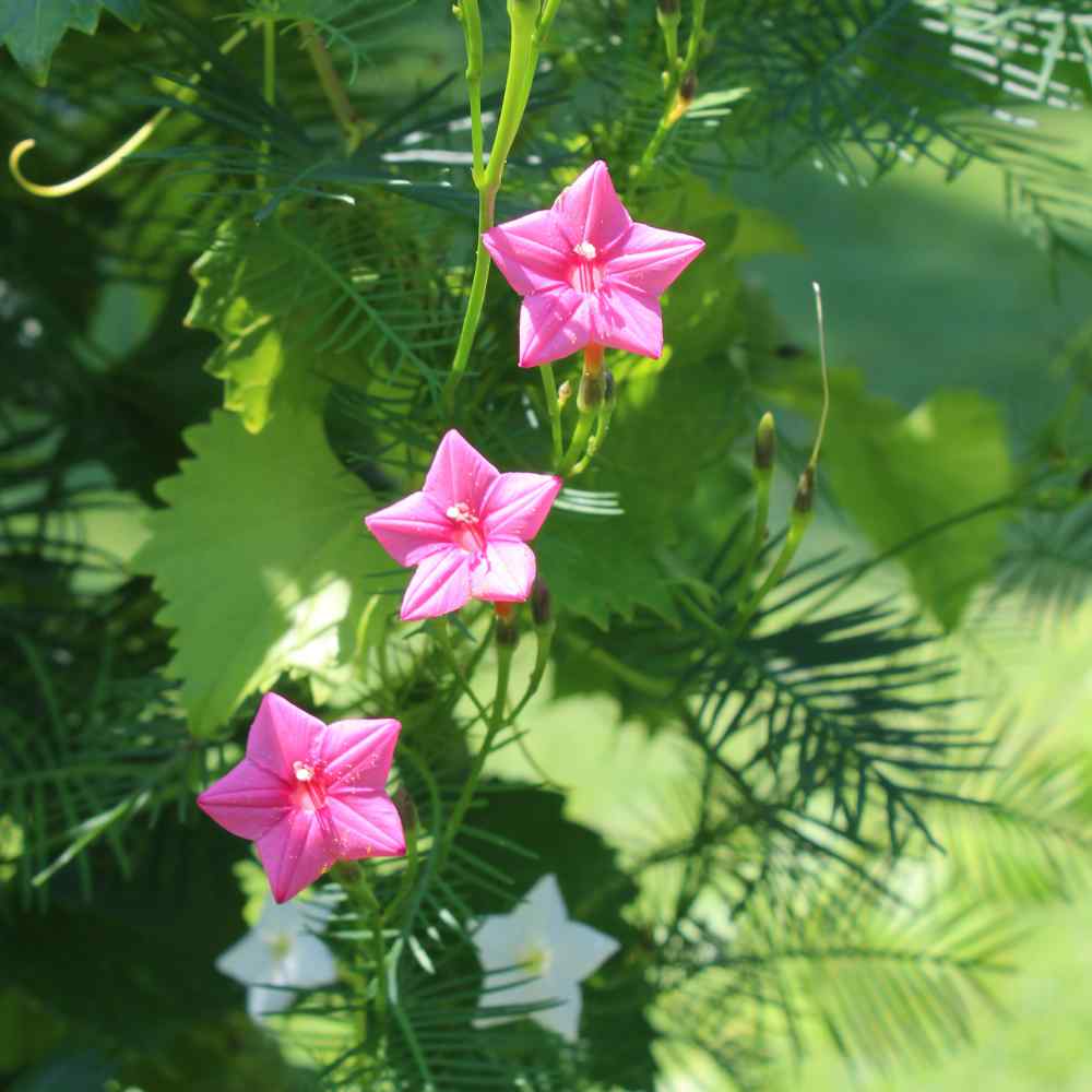 Cypress Vine Rose Fast-Growing Vine Flower Seeds