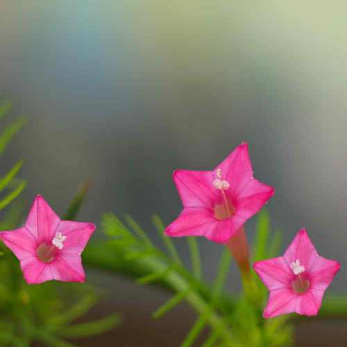 Cypress Vine Rose Fast-Growing Vine Flower Seeds