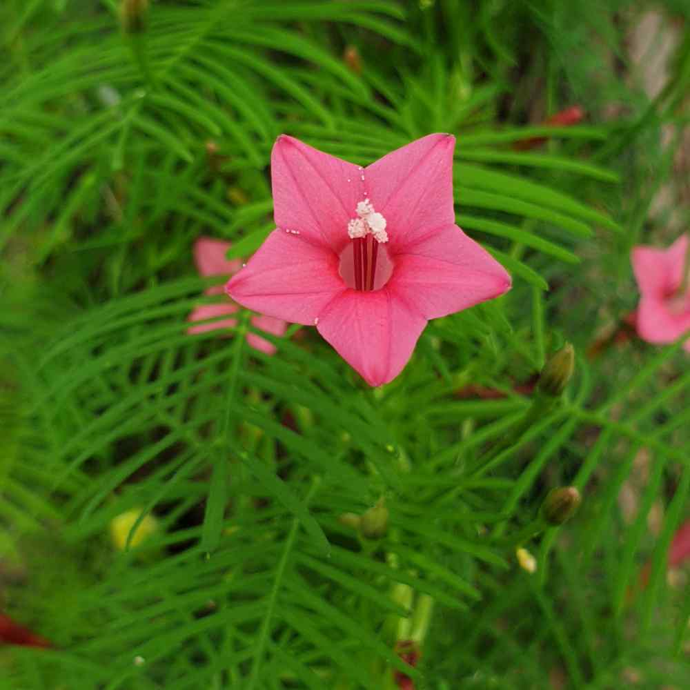 Cypress Vine Rose Fast-Growing Vine Flower Seeds