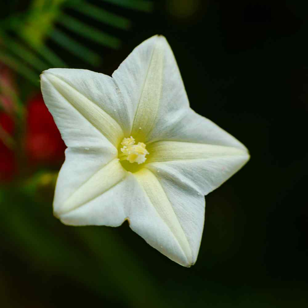 Cypress Vine White Delicate Bloom Climbing Flower Seeds