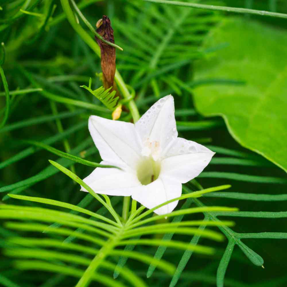 Cypress Vine White Delicate Bloom Climbing Flower Seeds