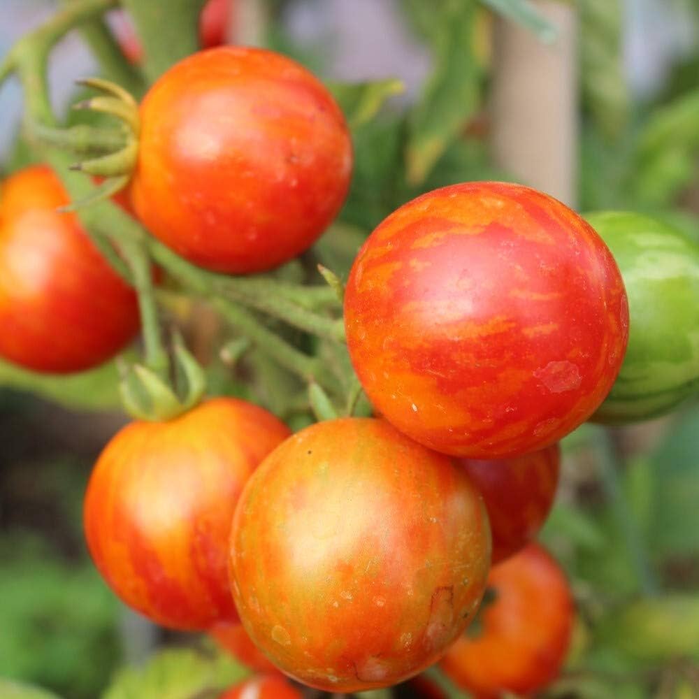 Czech Bush tomato seeds – compact heirloom ideal for small spaces - Dharaseeds