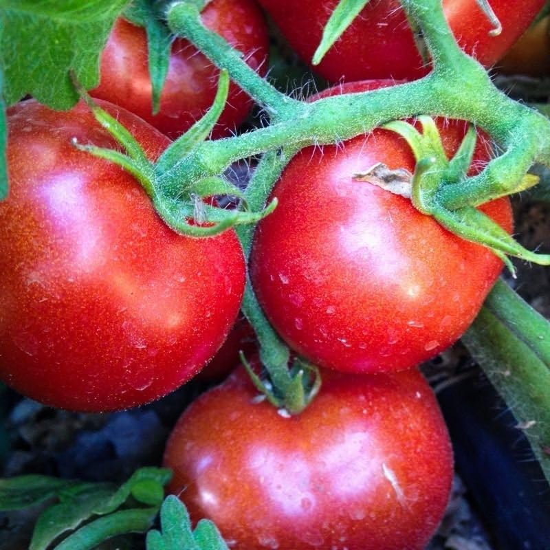 Czech Bush tomato seeds – compact heirloom ideal for small spaces - Dharaseeds