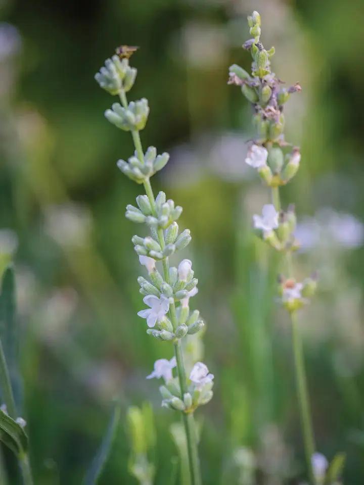 Lavender, Lacy Frills Flower Seeds for Planting-NON GMO Seeds Dhara Seeds