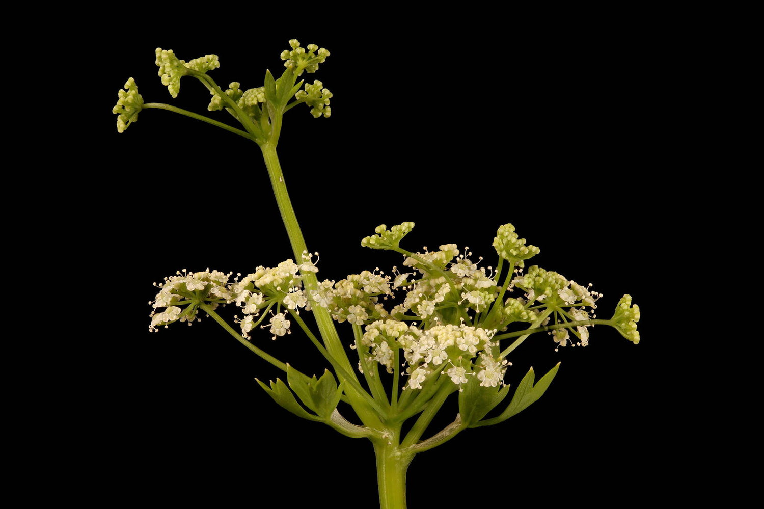 Green Apium Graveolens Seeds – Celery Variety -Heirloom & Non-GMO Seeds for planting – Fresh Herb for Your Garden