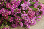 tall statice plants with lush green foliage and purple blooms

