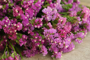 tall statice plants with lush green foliage and purple blooms

