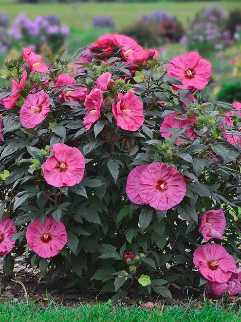 Hibiscus Summerific Berry Awesome Rose Mallow Seeds