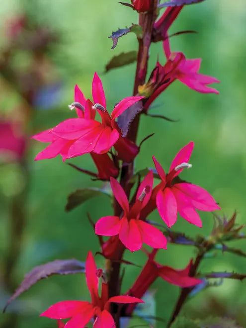 Starship Deep Rose Lobelia Seeds