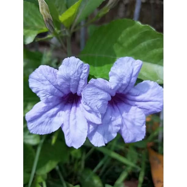 Ruellia Humilis Violet Seeds – Non-GMO Flower Seeds for Planting