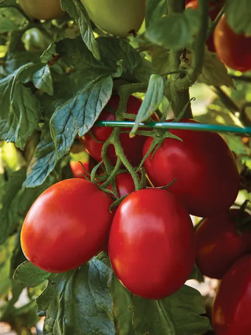 Tomato Seeds (Organic) - Roma