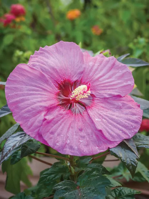 Hibiscus Summerific Berry Awesome Rose Mallow Seeds