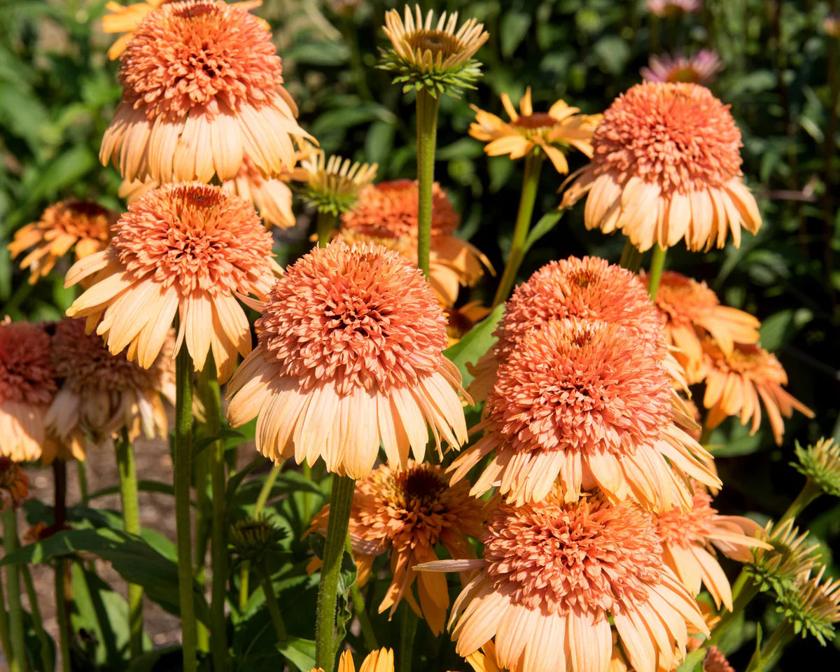 Echinacea Roots - Supreme Cantaloupe