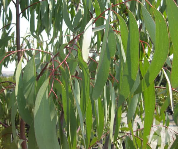 Green Snow Gum Seeds or Eucalyptus Pauciflora Plant Seeds– Hardy Evergreen Trees Scientific Name Placeholder for planting in home garden