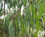 Green Snow Gum Seeds or Eucalyptus Pauciflora Plant Seeds– Hardy Evergreen Trees Scientific Name Placeholder for planting in home garden