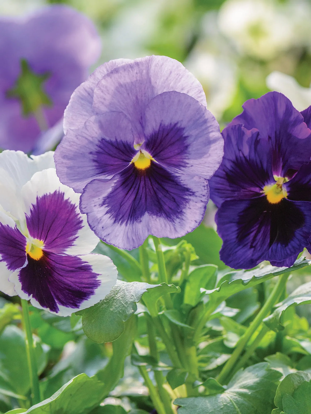 Pansy Matrix Ocean Breeze Mix Flower Seeds For Your Beautiful Gardening