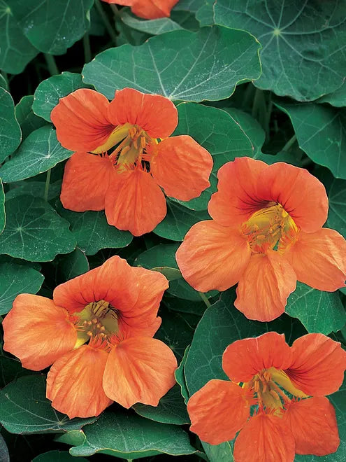 Nasturtium Vesuvius Seeds