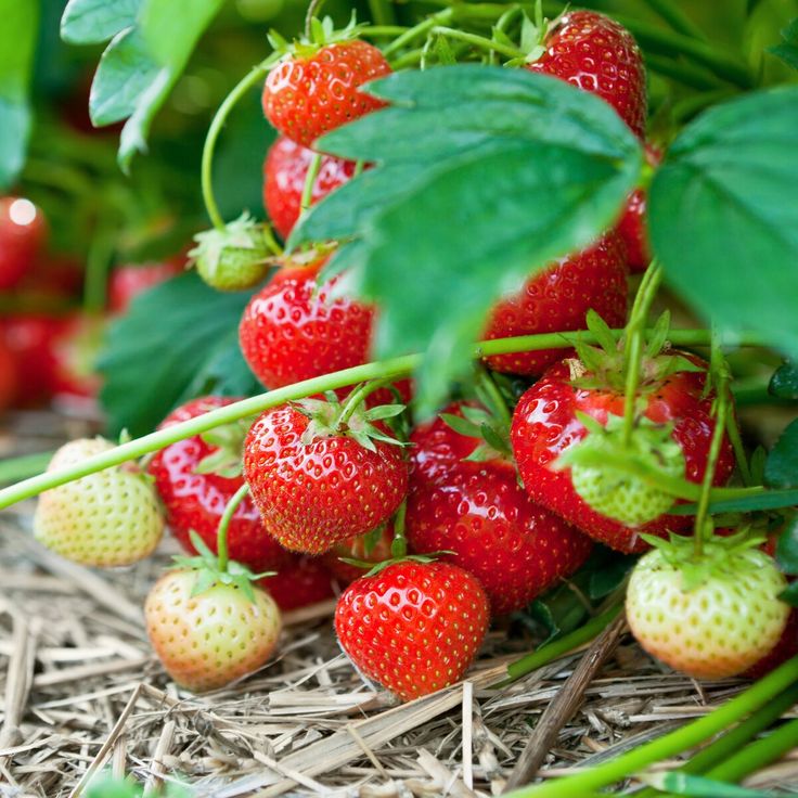 Amaou Strawberry (Fragaria ananassa 'Amaou') Seeds