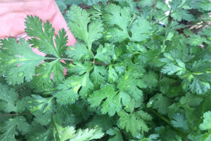 Herb garden featuring slow bolt cilantro among other herbs.

