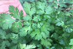 Herb garden featuring slow bolt cilantro among other herbs.

